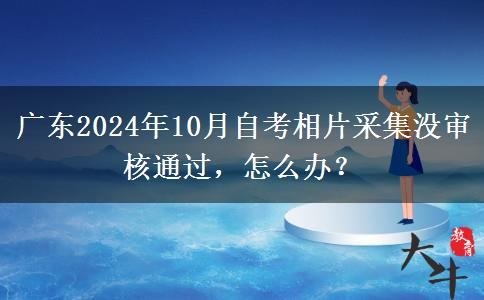 广东2024年10月自考相片采集没审核通过，怎么办？